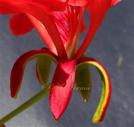  Calyx